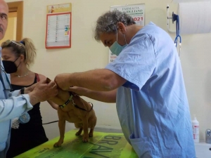 &quot;Microchip Day&quot; a Mesagne