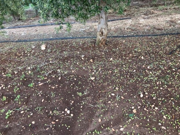 COLDIRETTI PUGLIA, BURRASCA D’ AUTUNNO DOPO ESTATE CON +2 GRADI