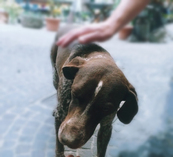 “Animalis”, il 2 novembre a Francavilla Fontana si parla del benessere degli animali d’affezione