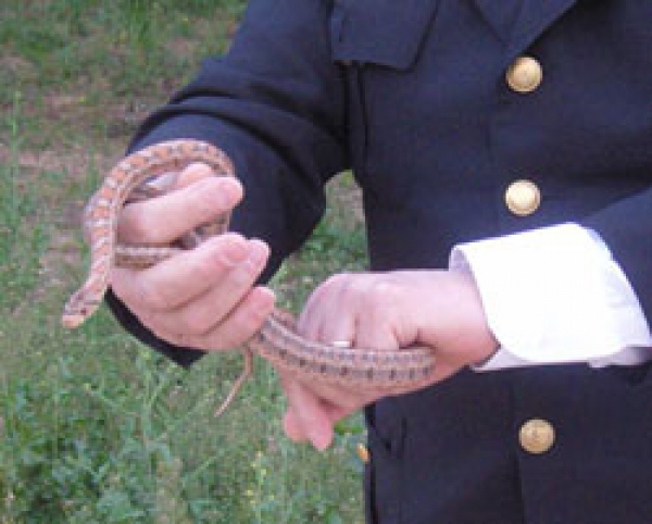 Mesagne. È caccia al serpente visto in città