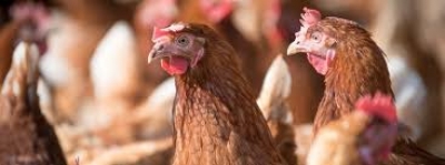 COLDIRETTI PUGLIA, RECORD CONSUMI POLLO CON 21,56 KG A TESTA; IN PUGLIA 13MLN CAPI