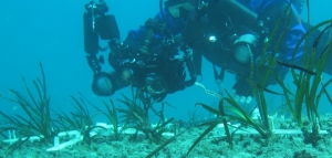 Trapiantata la Posidonia nel Parco delle Dune costiere