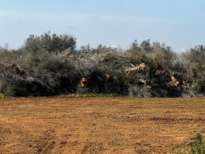 XYLELLA: COLDIRETTI PUGLIA, CONFRONTO MANCATO SU PIANO ANTI BATTERIO KILLER