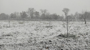 COLDIRETTI PUGLIA, MORSA DI GELO E NEVE IN CAMPAGNA