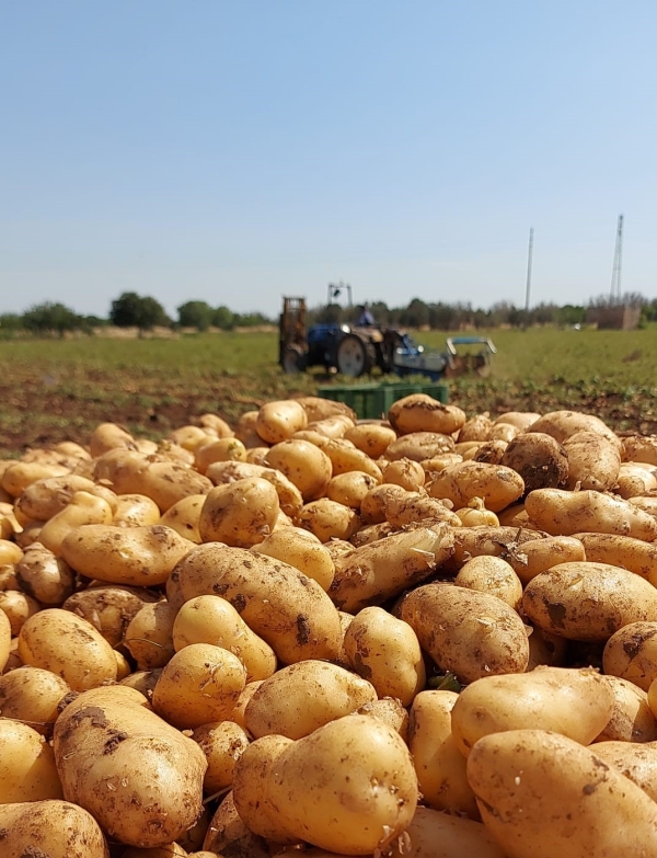 PATATE. COLDIRETTI PUGLIA, SOTTO ATTACCO DI TAROCCHI ESTERI E CLIMA