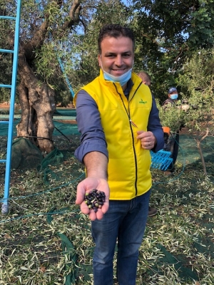 COLDIRETTI PUGLIA, ALL’EVOO SCHOOL SI ‘STUDIA’ OLIO DA ULIVI MONUMENTALI DELLA PUGLIA