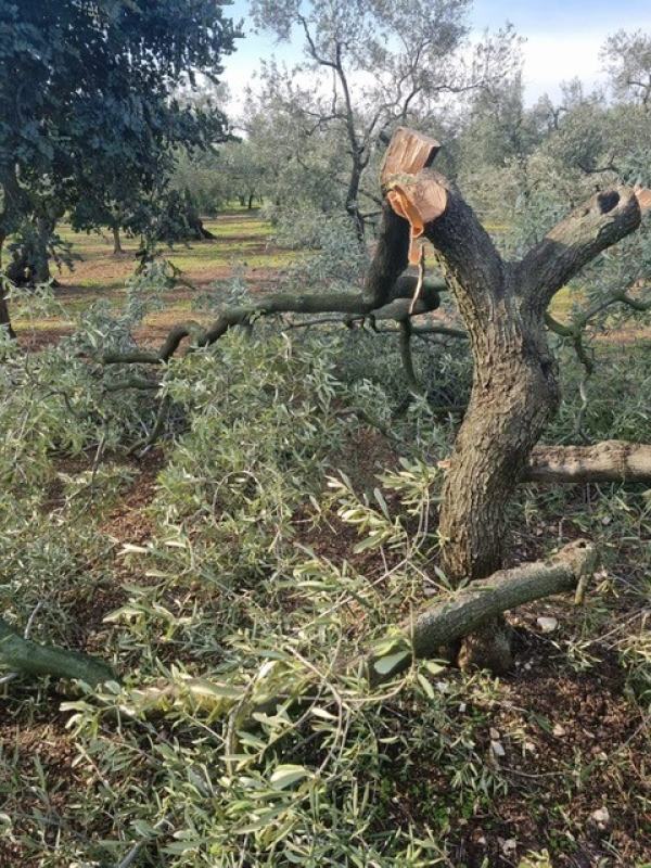 CRIMINALITA&#039;: COLDIRETTI PUGLIA, STRAGE ULIVI