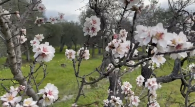 CLIMA: COLDIRETTI PUGLIA, FOLLIE D&#039;INVERNO CON MANDORLI E MIMOSE IN FIORE