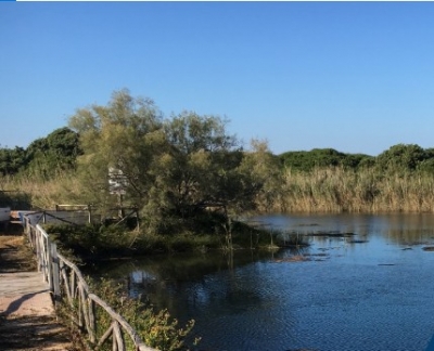 “Pulizia duna e retro-duna dell&#039;area umida di Fiume Morelli” organizzato dal Lions Club Ostuni Città Bianca