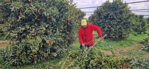 COLDIRETTI PUGLIA, CLEMENTINE PRIMA SVENDUTE ORA AL MACERO