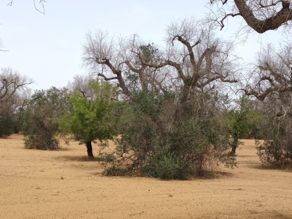 XYLELLA: COLDIRETTI PUGLIA, SI ALLUNGA LISTA PIANTE OSPITI