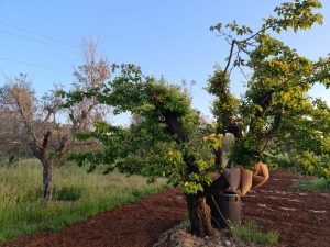 XYLELLA: COLDIRETTI PUGLIA, VIA LIBERA DEFINITIVO A MANDORLI, CILIEGI, AGRUMI E ALBICOCCHI IN AREA INFETTA