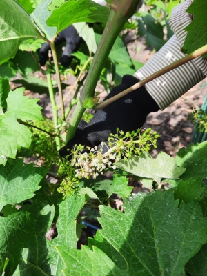 La peronospora sta falcidiando i vigneti. L&#039;esperto