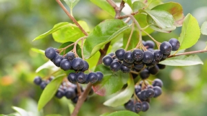 Coldiretti, con il caldo consumi record di frutta esotica