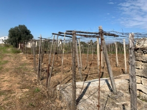 XYLELLA: COLDIRETTI PUGLIA, CON MANDORLI INFETTI DA NUOVO BATTERIO KILLER