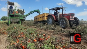 POMODORO: COLDIRETTI PUGLIA, ACCORDO FILIERA PER GARANTIRE QUALITÀ E PREZZO GIUSTO DAL CAMPO ALLA TAVOLA