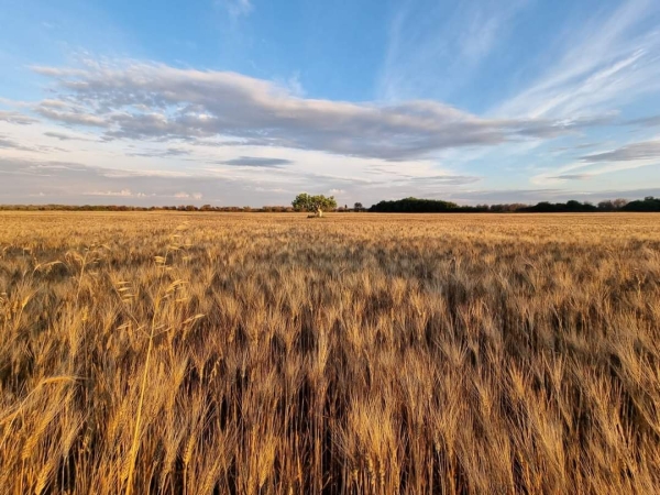 GRANO: COLDIRETTI PUGLIA, PREZZO IN CALO DEL 25% IN 1 ANNO