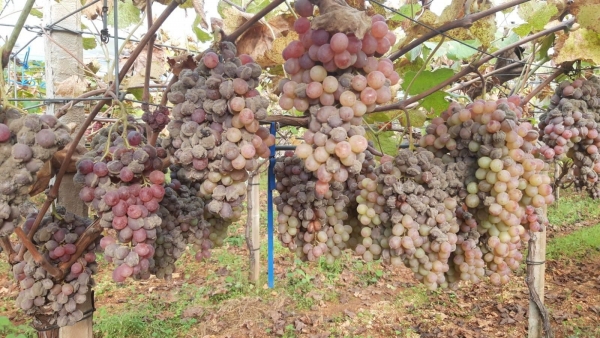 PIL: COLDIRETTI PUGLIA, CALA SOLO IN AGRICOLTURA PER MALTEMPO E COSTI