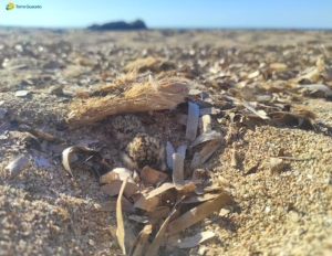 Alla vigilia dell&#039;estate, a Torre Guaceto si contano già 11 nidi di fratino