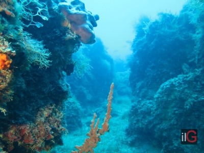“In fondo al Mar:  le meraviglie della vita subacquea nei mari pugliesi”