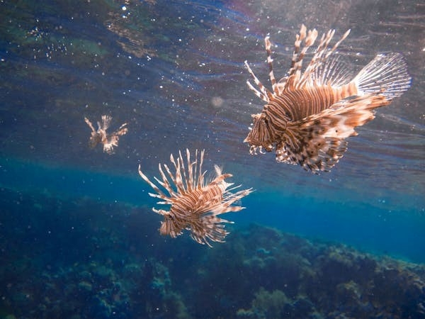 TROPICALIZZAZIONE: COLDIRETTI PUGLIA, E’ SOS SPECIE ALIENE DA PESCE SCORPIONE A GRANCHIO BLU FINO A MOSCERINO KILLER E XYLELLA