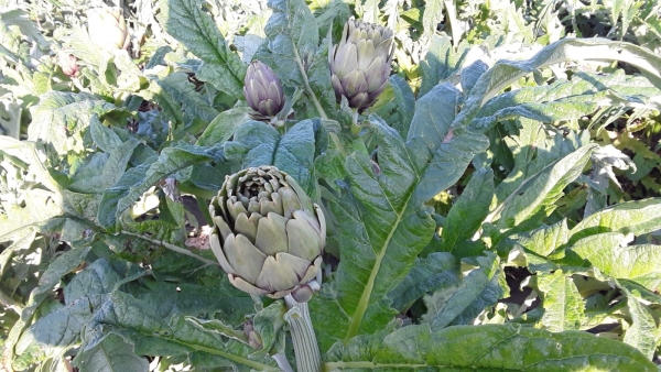 COLDIRETTI PUGLIA, PER CARCIOFI AUMENTANO OLTRE 5 VOLTE DA CAMPO A TAVOLA