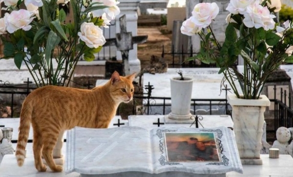 Il cimitero di MESAGNE è diventato un gattile. La risposta degli animalisti