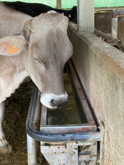 CALDO: COLDIRETTI PUGLIA,  -15% LATTE NELLE STALLE; VENTILATORI E DOCCE ALLE MUCCHE