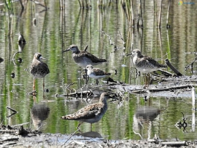 Boom di biodiversità a Torre Guaceto: successo della nuova zona umida (Guarda il video)