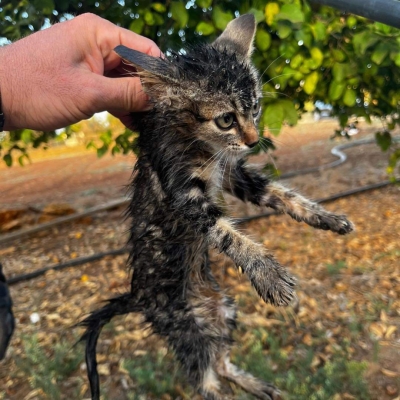 Mesagne. I vigili del fuoco salvano un gattino