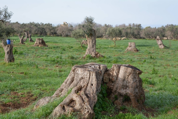 Cia Puglia, “Fitto e Decaro con l’Europa diano una svolta sulla Xylella”