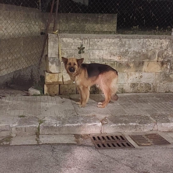 Mesagne. Cane abbandonato, la polizia indaga