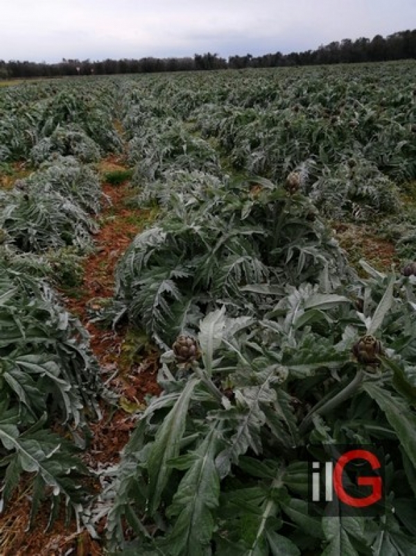 COLDIRETTI PUGLIA, PREZZI STRACCIATI PER CARCIOFI BRINDISINI