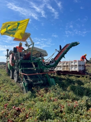 PREZZI: COLDIRETTI PUGLIA, AL VIA RACCOLTA PUMMAROLA MADE IN ITALY