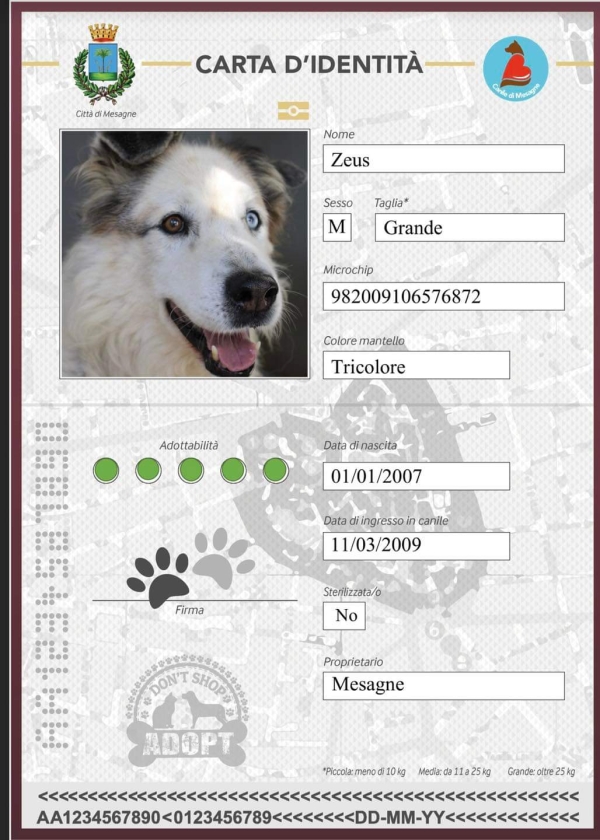 Canile di Mesagne. Ogni peloso ha la sua carta d&#039;identità