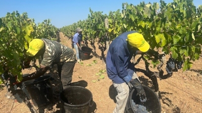 Vendemmia: quantità poca, ma di gran qualità