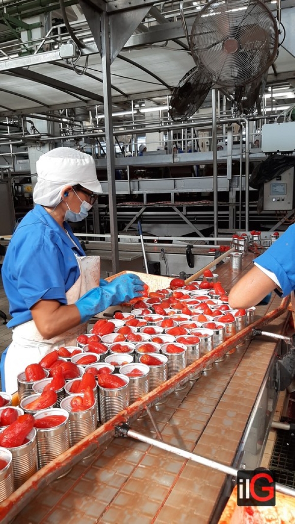 Conserve Italia Mesagne: ottima qualità dei pomodori nonostante un calo produttivo