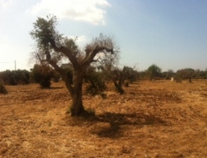 XYLELLA: COLDIRETTI PUGLIA, AL PALO I 40MLN EURO PER ESPIANTI E REIMPIANTI