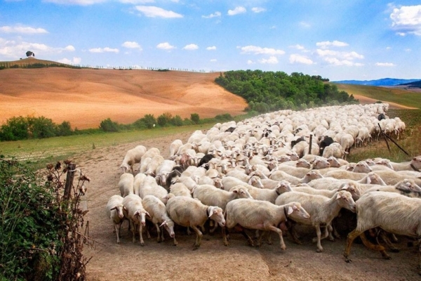 COLDIRETTI PUGLIA, INACCETTABILE STOP A MOVIMENTARE ANIMALI; ANTICA PRATICA SALVA 2.700 PASTORI E 191MILA PECORE