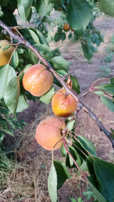 CALDO: COLDIRETTI PUGLIA, ANCORA GRANDINE SULLA SICCITÀ; SALGONO DANNI