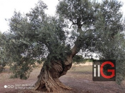 COLDIRETTI PUGLIA, ALTRI 176 ALBERI MONUMENTALI PUGLIESI IN ‘ALBO VERDE NAZIONALE