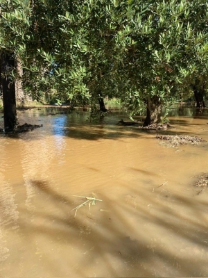 ACQUA: COLDIRETTI PUGLIA, CAMPI ALLAGATI PER FALLA IN CONDOTTA