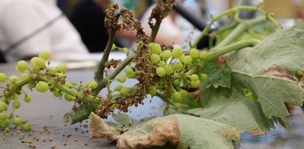 CALAMITÀ: COLDIRETTI PUGLIA, BENE DECRETO CONTRIBUTI PER DANNI PERONOSPORA SU UVA