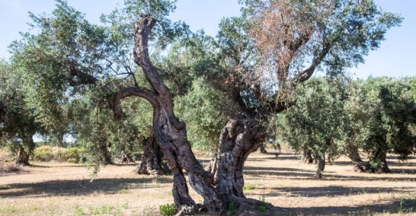 Mesagne. Aiuti economici per i danni da Xylella