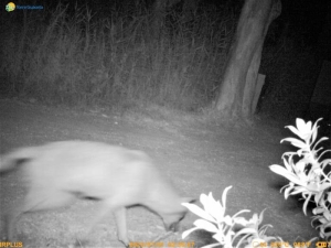 Il lupo è tornato a Torre Guaceto: avvistato con fototrappola