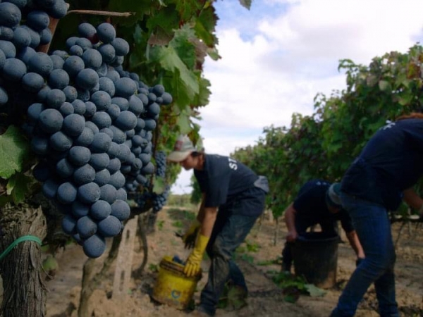 COLDIRETTI. E’ RECORD EXPORT VINO +18,8%