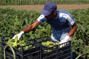 COLDIRETTI PUGLIA, SUBITO DECRETO FLUSSI SALVA RACCOLTI