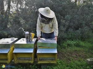 Torre Guaceto habitat ideale per le api: qui vivono meglio e producono più miele