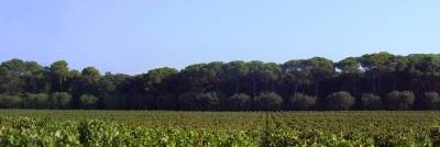 I vigneti della masseria Li Veli prima di essere distrutti (Foto sito Li Veli)