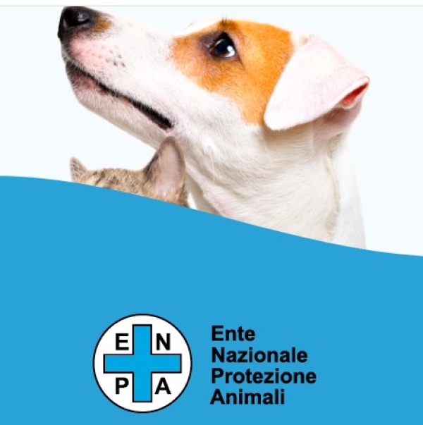 Amputazione orecchie e coda a pitbull, un uomo e una donna condannati rispettivamente a 1 anno e 4 mesi di reclusione e 9 mesi